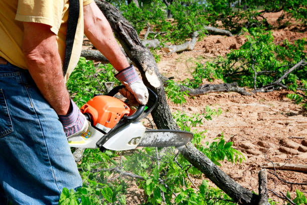 Why Choose Our Tree Removal Services in Killian, LA?